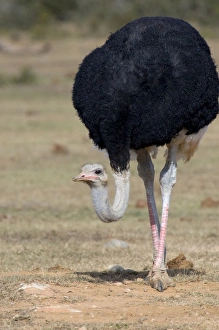 Common Ostrich - Male approaching waterhole Common Ostrich - Male approaching waterhole
