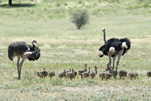 Common Ostrich - Male and female with chicks Common Ostrich - Male and female with chicks