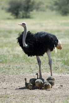 Common Ostrich - Male shading chicks Common Ostrich - Male shading chicks