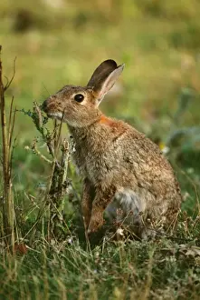 Oryctolagus Cuniculus Pictures Prints: Common Rabbit UK