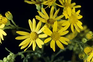 United Kingdom Wildflowers Prints: Common Ragwort