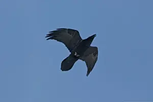 Corvus Corax Images Prints: Common Ravin