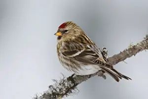 Personal Use Bird Prints Only Prints: Common Redpoll