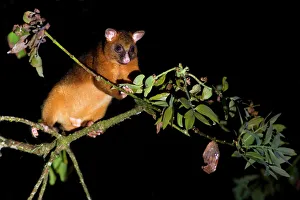 Common Ringtail Possum - adult climbing high in the tops of the rainforest foraging at night Common Ringtail Possum - adult climbing high in the tops of the rainforest foraging at night