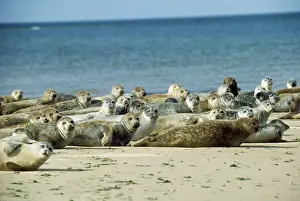 Chris Knights Photography Prints: Common Seal