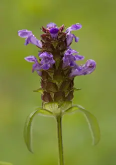Purple Flowers UK Prints: Common Selfheal