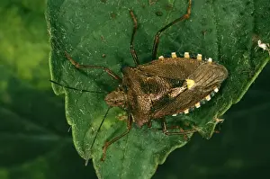Coreus Marginatus Prints: Common Sheild Bug In forest