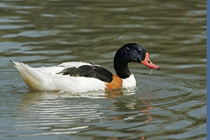 Common Shelduck - male Common Shelduck - male