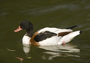 Common Shelduck, swimming. Non-breeding plumage Common Shelduck, swimming. Non-breeding plumage