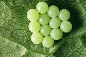 Shield Bug Reproduction Prints: Common Shield Bug Eggs