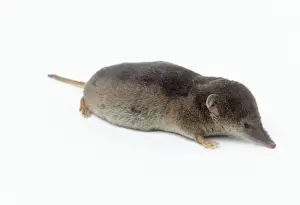 Small Mammal Photography Prints: Common Shrew