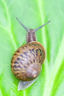 Common Snail - on Bergenia leaf Common Snail - on Bergenia leaf