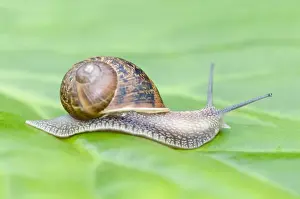 Nature Inspired Wall Art Prints: Common Snail on leaf