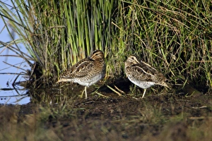 Common Snipe - 2 birds resting at lakes edge Common Snipe - 2 birds resting at lakes edge