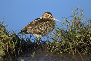 Common Snipe - resting at edge of fresh water lake Common Snipe - resting at edge of fresh water lake