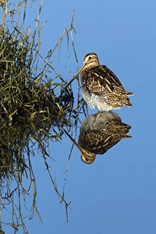 Common Snipe - resting in shallow fresh water lake Common Snipe - resting in shallow fresh water lake