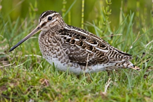 Common Snipe - Single adult on ground in vegetation Common Snipe - Single adult on ground in vegetation
