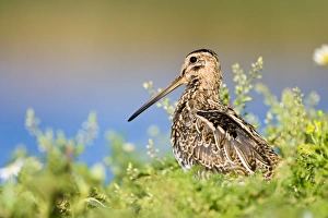 Common Snipe - Water-level perspective of the bird roosting on a small island in a freshwater pond Common Snipe - Water-level perspective of the bird roosting on a small island in a freshwater pond