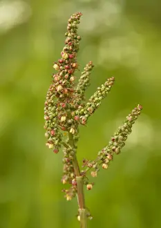 European Flora Photos Prints: Common sorrel
