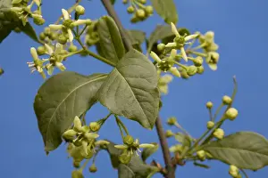 Johan De Meester Artwork Prints: Common Spindle Tree blooming