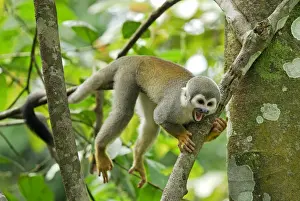 Tropical Rainforest Monkeys Prints: Common Squirrel Monkey - Iquitos - Peru