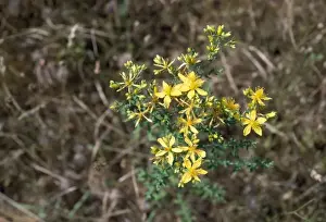 St Johns Wort Plant Prints: Common St John's Wort