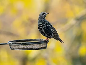 Common Starling, perched on feeding station in autumn, Hessen, Germany Date: 24-Nov-19 Common Starling, perched on feeding station in autumn, Hessen, Germany Date: 24-Nov-19