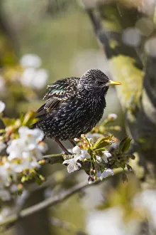 New images march 2022/common starling sitting flowering cherry tree New images march 2022/common starling sitting flowering cherry tree