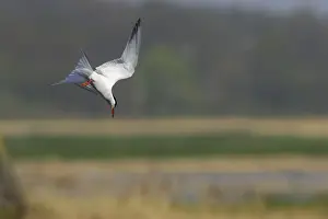 Coastal Bird Species UK Prints: Common Tern - Diving for fish Minsmere, Suffolk, UK BI009841