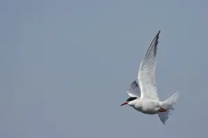 Coastal Bird Species UK Prints: Common Tern - In flight Minsmere, Suffolk, UK BI009861