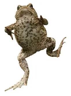 White Background Animal Photoshoots Prints: Common Toad BB 599-M Mr Toad Bufo bufo © Brian Bevan / ardea. com