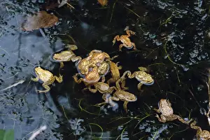 Common Toad Mating Print - Bufo bufo Europe