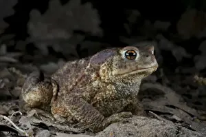 Toads In The Wild Prints: Common Toad - at night
