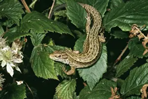 Wildlife Art Prints Online Prints: Common / Viviparous Lizard