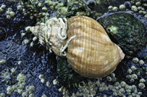 Common WHELK Shell - with worm tubes on shell Common WHELK Shell - with worm tubes on shell