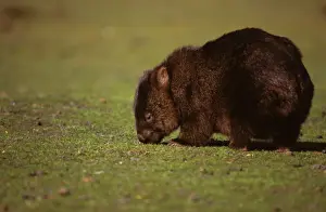 Tasmania Wildlife Photography Prints: Common Wombat - feeding on grass