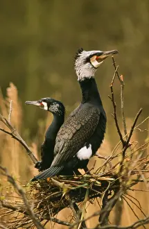 Duncan Usher Artwork Prints: Comorant - nesting pair