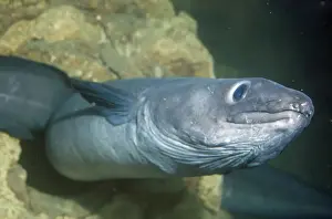 Conger Eel Prints: Conger Eel