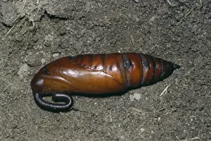 Convolvulus Hawk Moth Pupa Print