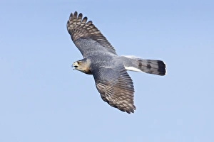 Coopers Hawk - adult in flight Coopers Hawk - adult in flight