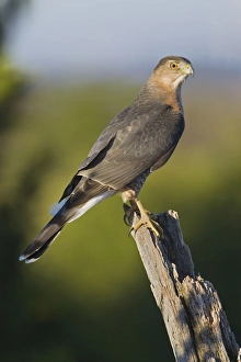 Coopers Hawk - adult in late October at Cape May Coopers Hawk - adult in late October at Cape May