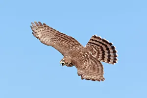 Coopers Hawk - immature in flight Coopers Hawk - immature in flight