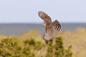 Coopers Hawk - immature in flight - during fall migration in October at Cape Coopers Hawk - immature in flight - during fall migration in October at Cape