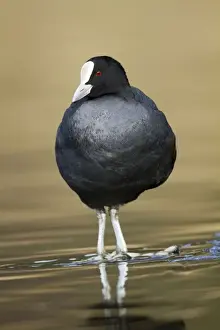 Bird Beak Close Up Prints: Coot - Cornwall - UK