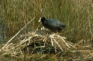 Bird Photography Prints For Sale Prints: Coot - at nest