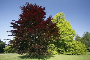 Springtime Plants Prints: Copper Beech Tree - in park - springtime - Hessen- Germany