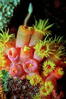 Coral polyp. - Night. Feeding on polychat worm, Coral polyps are carnivours. They feed on other animals Coral polyp. - Night. Feeding on polychat worm, Coral polyps are carnivours. They feed on other animals
