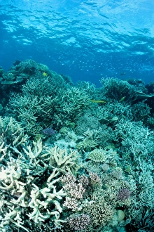 Coral reef scene dominated by branching coral Coral reef scene dominated by branching coral