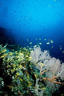 Coral reef scene with Threadfin anthias (Pseudanthias huchtii) Coral reef scene with Threadfin anthias (Pseudanthias huchtii)
