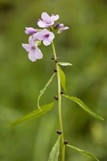 Coralroot / bittercress Coralroot / bittercress